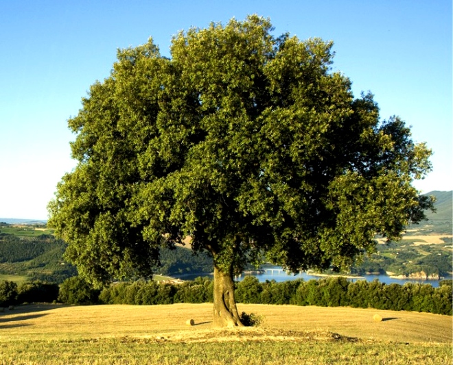 quercia